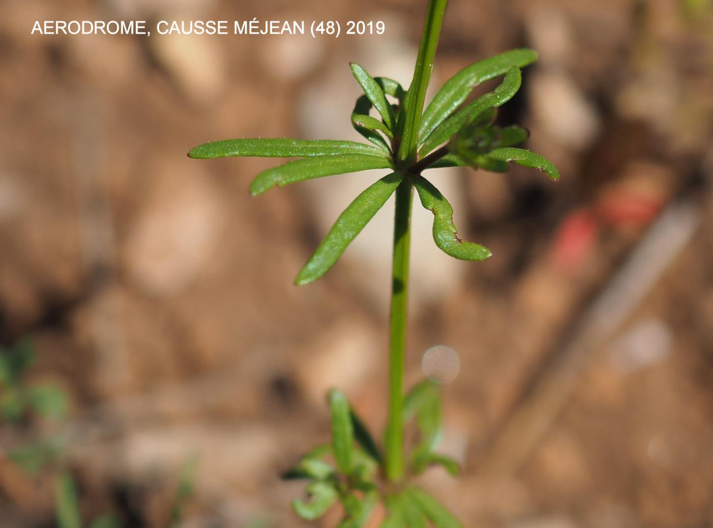 Woodruff, Blue leaf